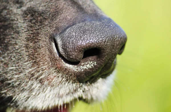 Nez de chien noir ou gros — Photo