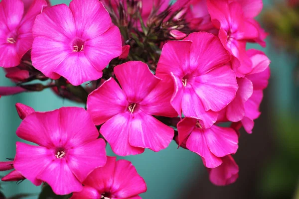 Stäng vy på Pink Phlox Flowers — Stockfoto