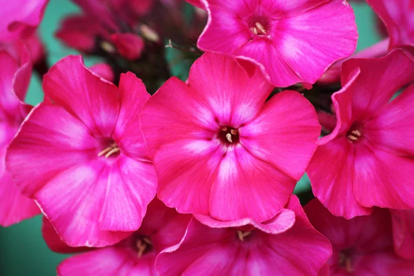 Szoros kilátás a Pink Phlox virágok — Stock Fotó