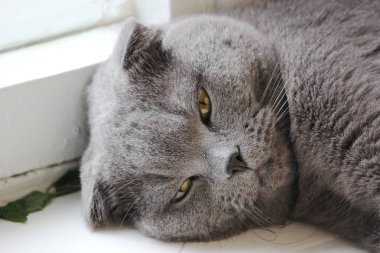 İskoç kıvrım gri sevimli kedi portresi 