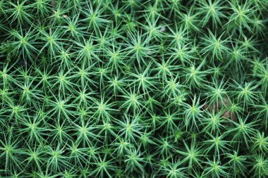 Yeşil yosun üst görünümü.