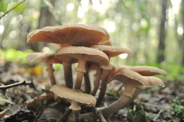 一群小小的野生蘑菇生长 — 图库照片