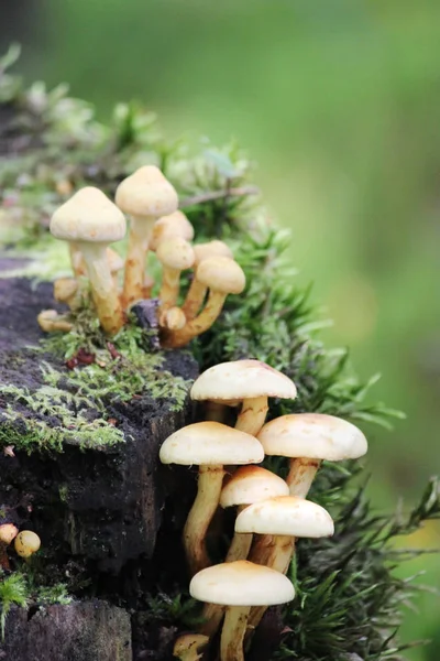 一群小小的野生蘑菇生长 — 图库照片