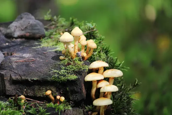 Grupp Små Vilda Svampar Växer Kullen Skogsgolvet — Stockfoto