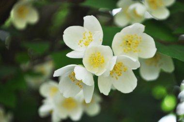 beyaz çiçek Yasemin