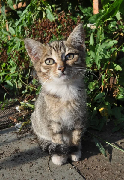 Un piccolo gattino carino cercando — Foto Stock