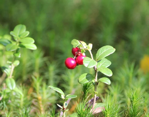 Bagas maduras grandes ou vermelhas de um cowberry, beleza, macro — Fotografia de Stock