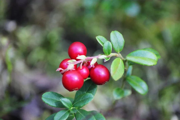 Nagy vagy vörös érett bogyók a Cowberry, szépség, makró — Stock Fotó