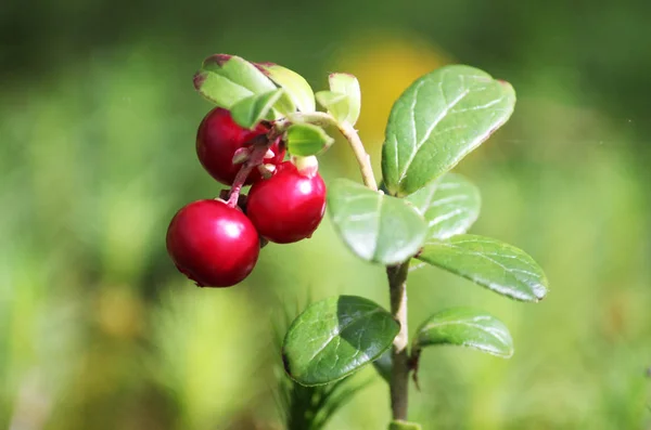 Bagas maduras grandes ou vermelhas de um cowberry, beleza, macro — Fotografia de Stock