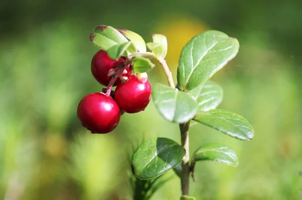 Nagy vagy vörös érett bogyók a Cowberry, szépség, makró Jogdíjmentes Stock Fotók