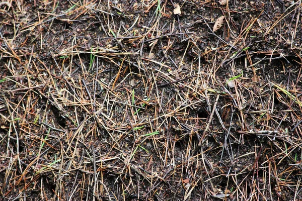 The macro bukit semut besar — Stok Foto