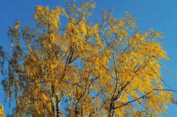 Feuilles d'érable jaunes, fond flou automnal — Photo