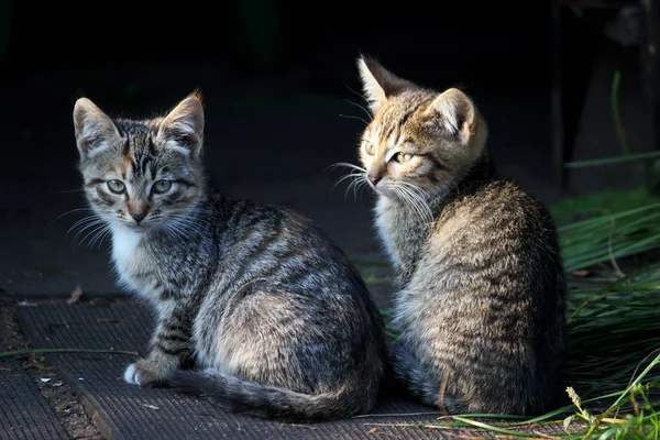 Két aranyos cica, fiatal macskák keres továbbítja — Stock Fotó