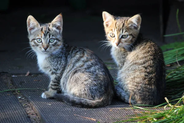 Dos gatitos lindos, gatos jóvenes mirando hacia adelante — Foto de Stock