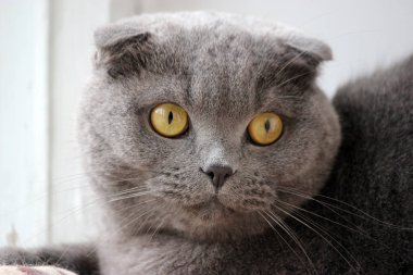 İskoç kıvrım gri sevimli kedi portresi 