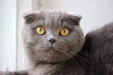 İskoç kıvrım gri sevimli kedi portresi 