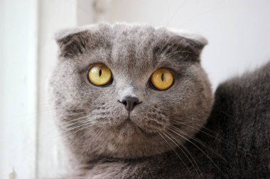 İskoç kıvrım gri sevimli kedi portresi 