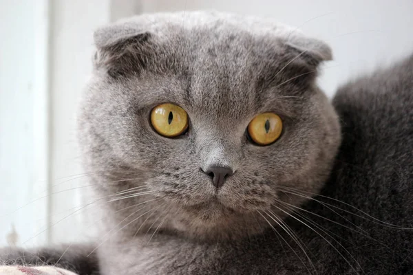 Retrato de um escocês dobra cinza bonito gato — Fotografia de Stock