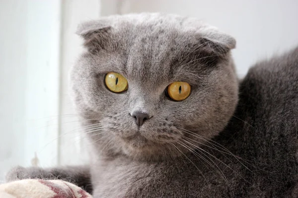 Retrato de um escocês dobra cinza bonito gato — Fotografia de Stock