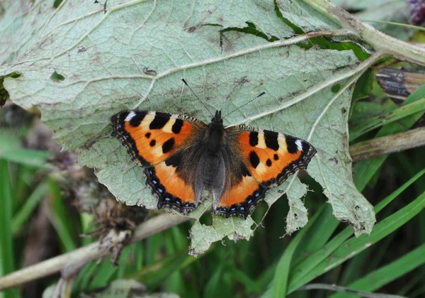 Butterfly urticaria-face sits on a green leaf,