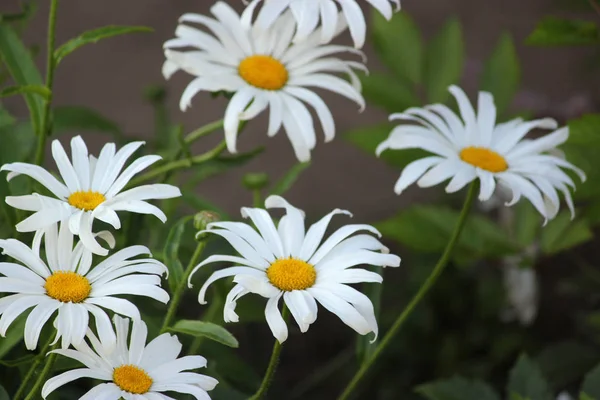 野生または白いカモミールの花の草原. — ストック写真