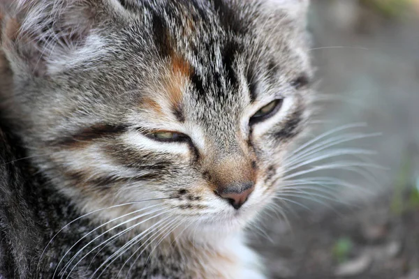 Un piccolo gattino carino che dorme — Foto Stock