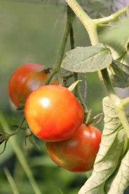 Yeşil yapraklarda kırmızı domates büyüme 