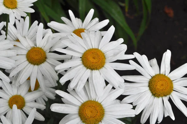 野生または白いカモミールの花の草原. — ストック写真