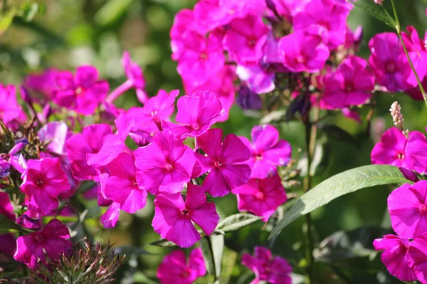 Szoros kilátás a Pink Phlox virágok — Stock Fotó