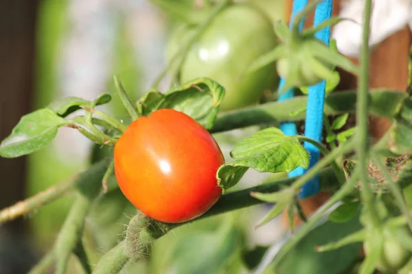 Yeşil yapraklarda kırmızı domates büyüme 