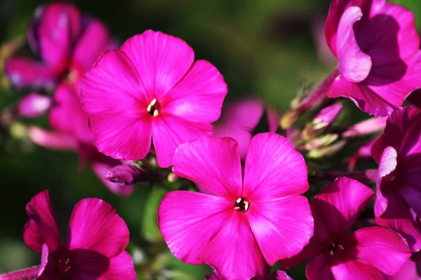 Stäng vy på Pink Phlox Flowers — Stockfoto