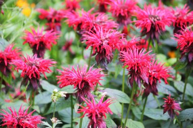 A group of monarda red bee balm flowers  clipart