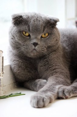 İskoç kıvrım gri sevimli kedi portresi 