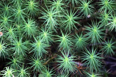 Yeşil yosun üst görünümü.