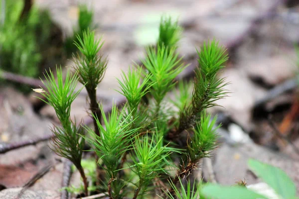 Top view of green moss. — Stock Photo, Image