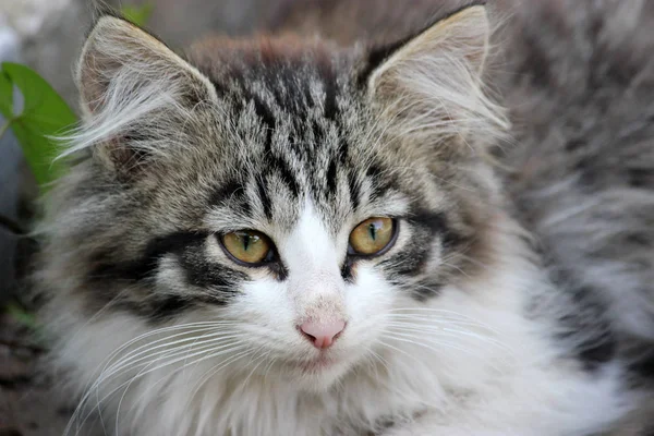 Carino gattino, giovane gatto guardando avanti — Foto Stock