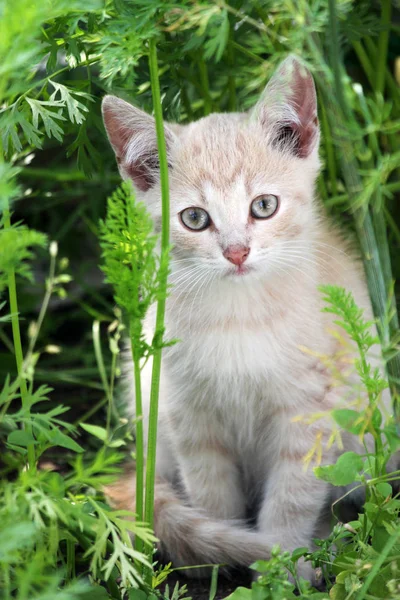 Милый котенок, молодая кошка смотрит вперед — стоковое фото