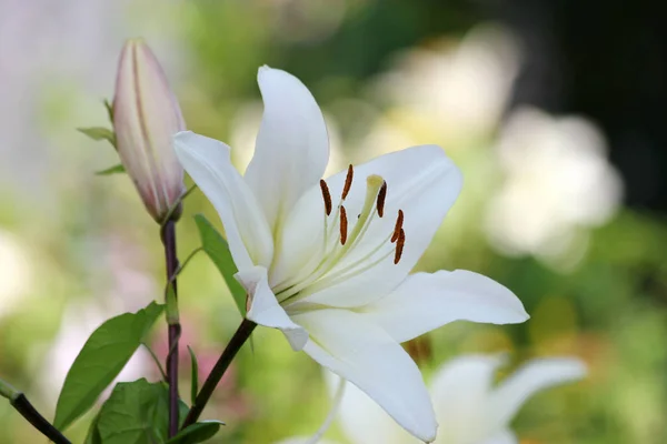Bouquet lilys Hintergrund. Stockfoto