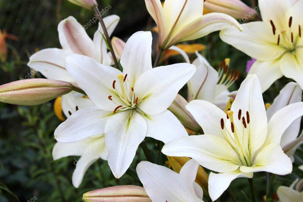 A grouping of white lilies in a garden