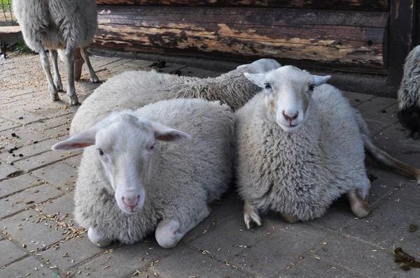 Beautiful, white, cute, curly lamb sleeping — Stock Photo, Image