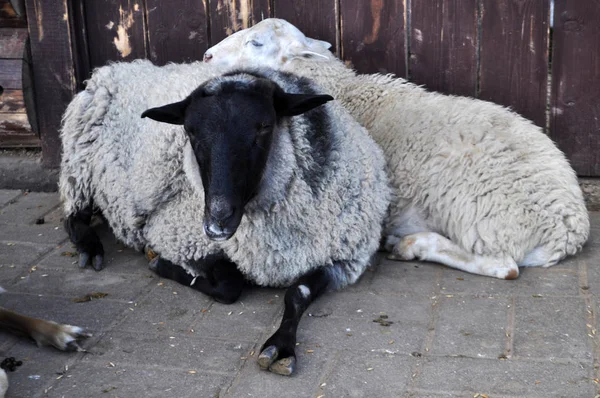 Schön, weiß, niedlich, lockiges Lamm schlafend — Stockfoto