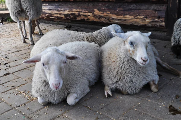 Vacker, vit, Söt, lockigt lamm sova — Stockfoto