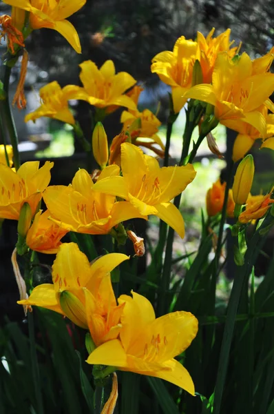 Κίτρινο φόντο lilys. — Φωτογραφία Αρχείου