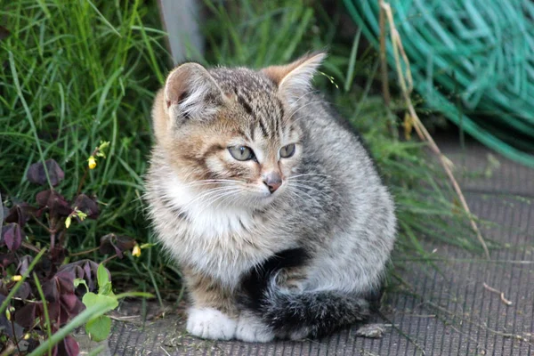 Söt kattunge, ung katt ser framåt — Stockfoto