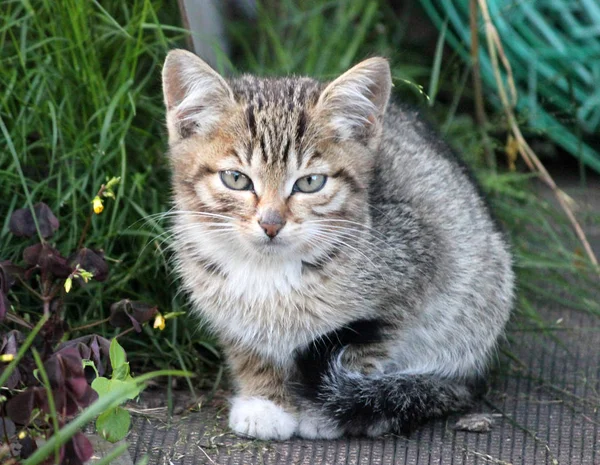 Cute kitten, young cat looking forwards — Stock Photo, Image