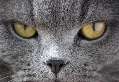 İskoç kıvrım gri sevimli kedi portresi 