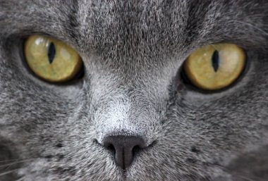 İskoç kıvrım gri sevimli kedi portresi 