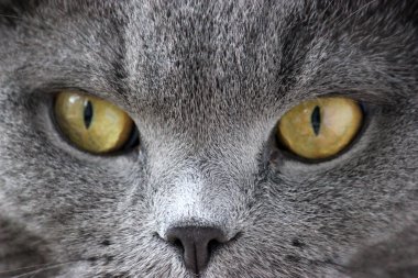 İskoç kıvrım gri sevimli kedi portresi 