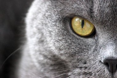 İskoç kıvrım gri sevimli kedi portresi 