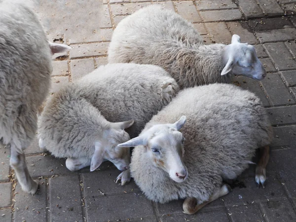 Beautiful, white, cute, curly lamb sleeping — Stock Photo, Image